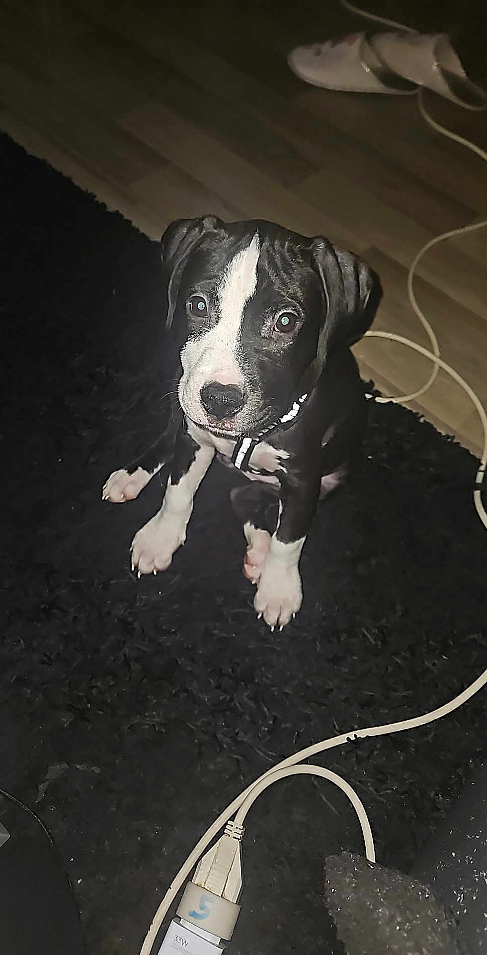 Kyara participe au concours pour gagner de l'argent avec cette photo : puppy, dog, black_and_white, sitting, curious, indoor, rug, floor, shoe, cable, electrical_cord, pet, young_dog, looking_up, canine, collar, animal, domestic_animal, cute, companion