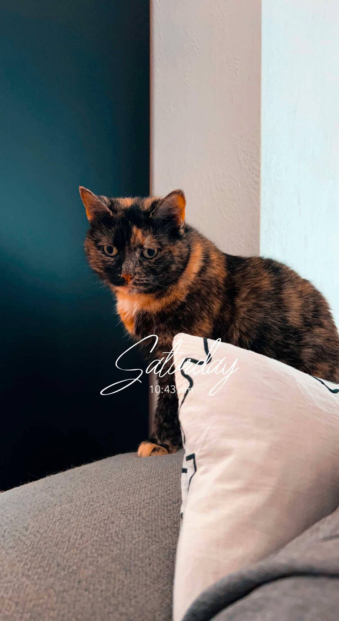 Plume a rejoint le concours — aidez-le/la à gagner de superbes lots ! carnivore, cat, claw, comfort, domestic_short_haired_cat, ear, fawn, felidae, fur, grey, paw, room, sitting, small_to_medium_sized_cats, snout, tail, terrestrial_animal, tree, whiskers