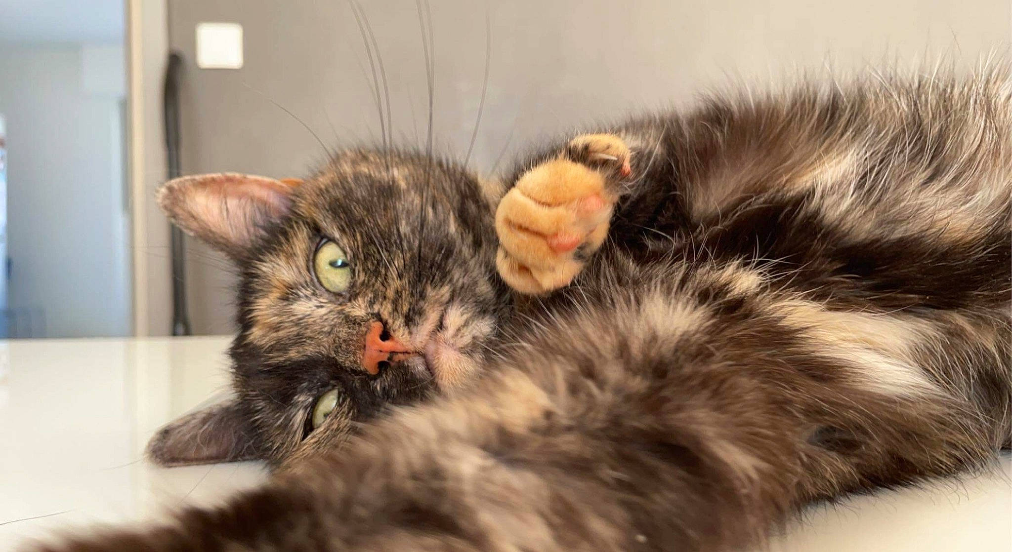 Plume participe au concours pour gagner de l'argent avec cette photo : carnivore, cat, claw, comfort, domestic_short_haired_cat, ear, felidae, fur, natural_material, paw, small_to_medium_sized_cats, snout, tail, whiskers