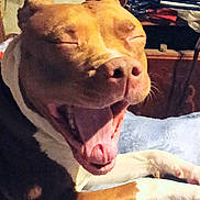 Pumpkin is registered to the contest to win money with this photo: dog, yawning, close_up, indoor, brown, white, pet, animal, sleepy, cozy, mouth_open, paw, resting, canine, nostrils, furniture, blanket, relaxed, cute, domestic