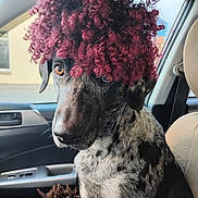 Mae is registered to the contest to win money with this photo: dog, car, curly_hair, wig, animal, pet, seat, window, interior, curly_wig, brown_eyes, funny, spotty_coat, portrait, canine, indoor, seatbelt, head, closeup, cute