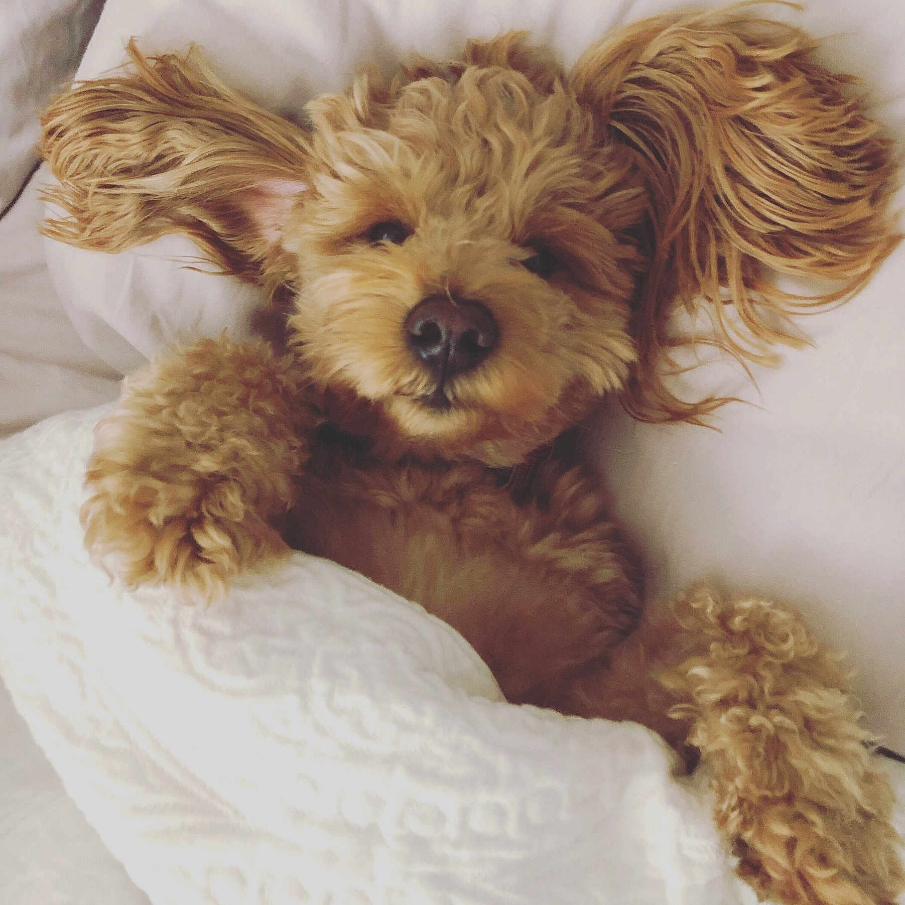 Lambeau joined the competition — help win amazing prizes! bolonka, canidae, carnivore, cavapoo, cockapoo, companion_dog, dog, dog_breed, havanese, maltepoo, mammal, miniature_poodle, morkie, poodle_crossbreed, puppy, schnoodle, shih_poo, snout, toy_poodle, yorkipoo