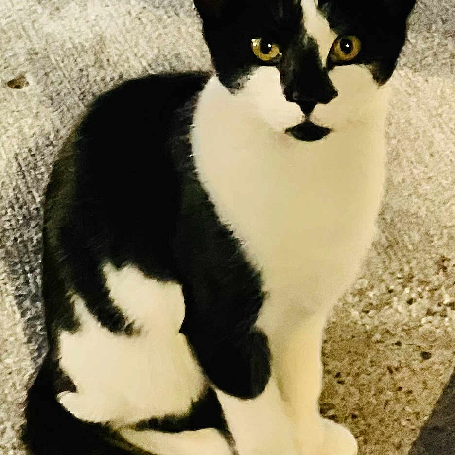 Crosseye is registered to the contest to win money with this photo: abyssinian, angora, animal, blackcat, cat, egyptiancat, kitten, leash, manx, pet
