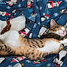 Mary Jane Aka Mj joined the competition — help win amazing prizes! cat, tabby, sleeping, stretching, blanket, penguin_pattern, cozy, cute, pet, fur, animal, indoor, relaxed, soft, comfort, resting, adorable, whiskers, pink_nose, claws