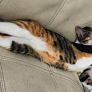 Mary Jane Aka Mj is registered to the contest to win money with this photo: cat, feline, stretching, sleeping, couch, beige, fur, relaxation, indoor, pet, whiskers, paws, tabby, calico, claws, resting, cozy, animal, domestic, cute