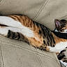 cat, feline, stretching, sleeping, couch, beige, fur, relaxation, indoor, pet, whiskers, paws, tabby, calico, claws, resting, cozy, animal, domestic, cute