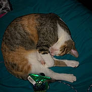 Mary Jane Aka Mj is registered to the contest to win money with this photo: animal, bed, blanket, cat, cozy, cute, cute_pet, domestic_animal, feline, fur, indoor, nap, pet_toy, quiet, relaxed, resting, sleeping, tabby, toy_fish, white_paws