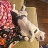Doobie is registered to the contest to win money with this photo: animal, black_and_white, blanket, cat, comfort, couch, cozy, feline, fur, home, indoor, nap, pattern, paw, pet, relaxed, resting, sleeping, soft, wood_floor