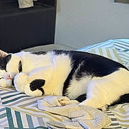 Doobie joined the competition — help win amazing prizes! cat, sleeping, black_and_white, bed, blanket, cozy, indoor, pet, feline, resting, cute, fur, animal, domestic_cat, relaxed, paw, striped_bedspread, comfort, nap, peaceful