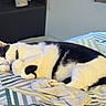 cat, sleeping, black_and_white, bed, blanket, cozy, indoor, pet, feline, resting, cute, fur, animal, domestic_cat, relaxed, paw, striped_bedspread, comfort, nap, peaceful