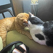Doobie joined the competition — help win amazing prizes! animal, backpack, black_and_white_cat, cat, close_up, companion, couch, cozy, domestic, feline, friendship, fur, ginger_cat, household, indoor, pet, relaxed, resting, touching, whiskers