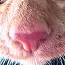 cat, close_up, nose, whiskers, fur, pink_nose, animal, pet, macro, texture, face_part, mammal, whisker, feline, snout, soft, cute, detail, portrait, indoor