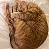 cat, orange_tabby, sleeping, curled_up, feline, pet, cozy, bed, blanket, fur, whiskers, relaxed, domestic_cat, cute, animal, indoor, resting, soft, peaceful, nap