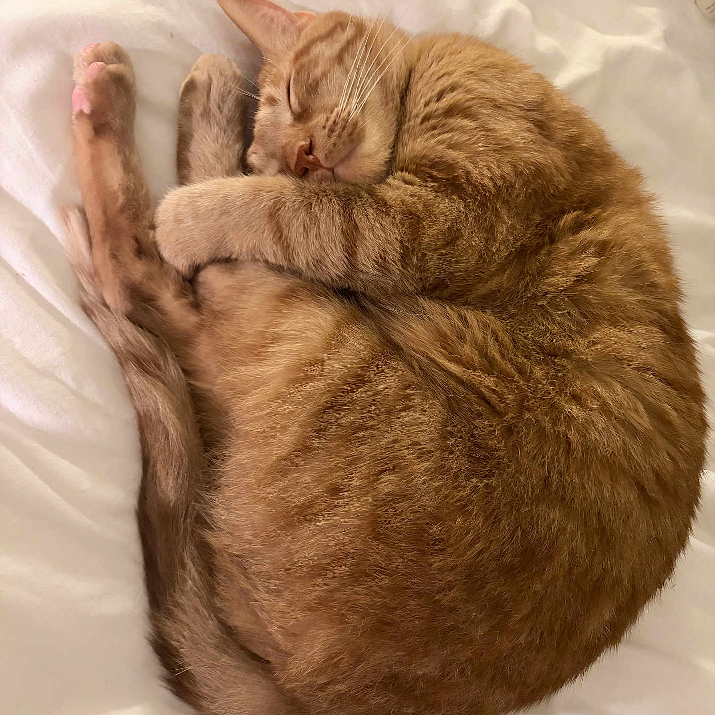 Penny