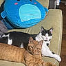 cat, orange_cat, black_and_white_cat, couch, plush_pillow, indoor, relaxed, pets, feline, fur, animal, home, comfort, resting, cute, two_cats, cozy, living_room, soft_texture, domestic