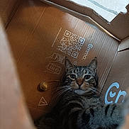 Bébé a rejoint le concours — aidez-le/la à gagner de superbes lots ! cat, tabby, cardboard_box, indoor, pet, feline, curious, whiskers, close_up, looking, eyes, box, brown, texture, floor, animal, cute, young_cat, sitting, relaxed