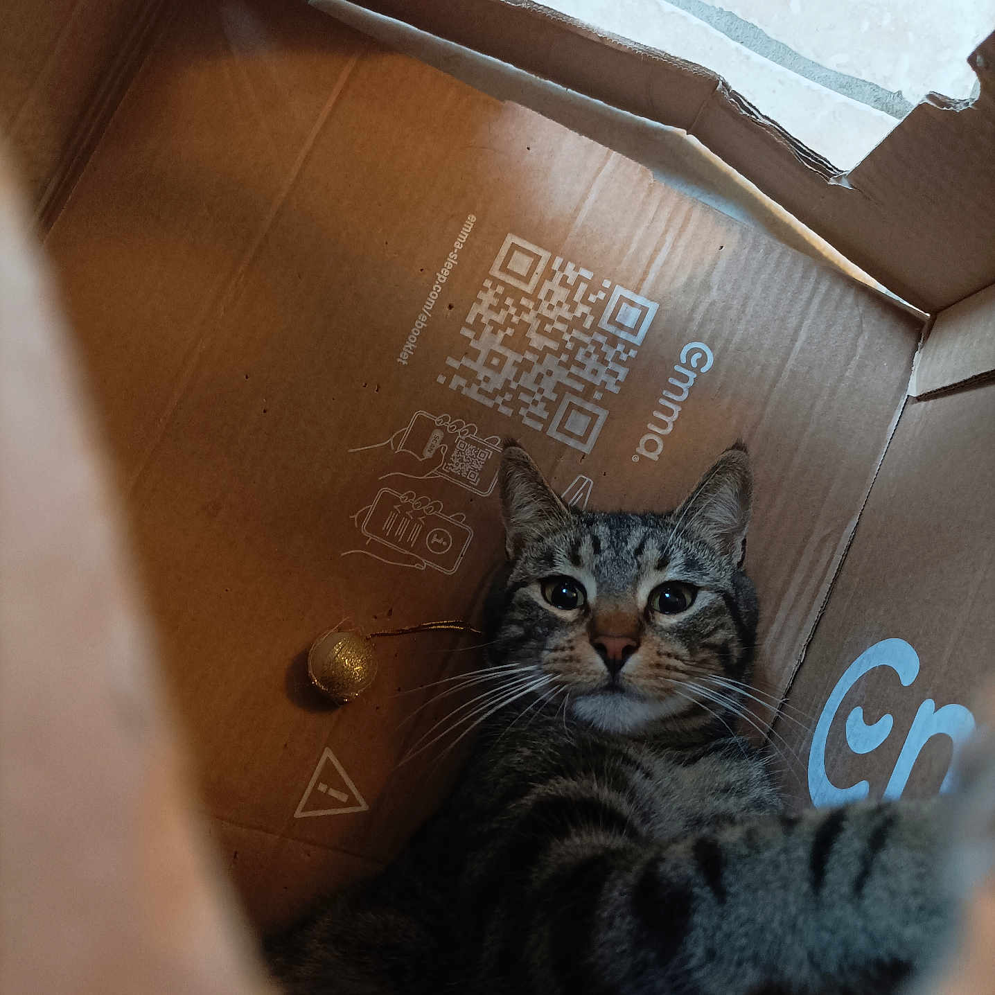 Bébé a rejoint le concours — aidez-le/la à gagner de superbes lots ! cat, tabby, cardboard_box, indoor, pet, feline, curious, whiskers, close_up, looking, eyes, box, brown, texture, floor, animal, cute, young_cat, sitting, relaxed