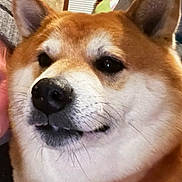 Hatchie is registered to the contest to win money with this photo: animal, canine, close_up, couch, cozy, cute, dog, domestic_animal, ears, expression, face, fur, indoor, mammal, nose, pet, portrait, shiba_inu, whiskers, window_blinds