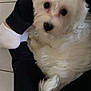 dog, white_fur, pet, lap, black_pants, white_socks, floor_tiles, curled_up, indoor, cute, animal, companion, small_dog, fluffy, looking_up, resting, cozy, domestic, friendly, curious