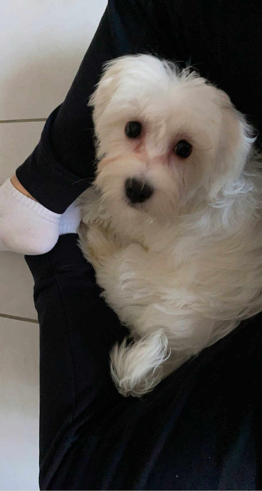Ares participe au concours pour gagner de l'argent avec cette photo : dog, white_fur, pet, lap, black_pants, white_socks, floor_tiles, curled_up, indoor, cute, animal, companion, small_dog, fluffy, looking_up, resting, cozy, domestic, friendly, curious