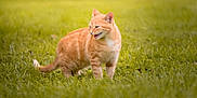 Vicky a rejoint le concours — aidez-le/la à gagner de superbes lots ! cat, ginger_cat, tabby, animal, pet, grass, outdoor, nature, feline, cute, mammal, whiskers, fur, green, meadow, alert, side_view, standing, daylight, playful