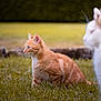 Vicky participe au concours pour gagner de l'argent avec cette photo : cat, orange_tabby, grass, outdoor, animal, pet, feline, blurred_foreground, nature, curious, alert, young_cat, mammal, whiskers, ears, side_profile, greenery, daylight, domestic_cat, two_cats