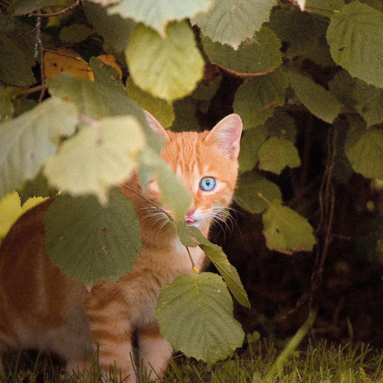 Vicky participe au concours pour gagner de l'argent avec cette photo : animal, blue_eyes, bush, cat, closeup, curious, feline, garden, grass, green_leaves, hiding, leafy, mammal, nature, orange_tabby, outdoor, pet, shaded, wildlife, young_cat