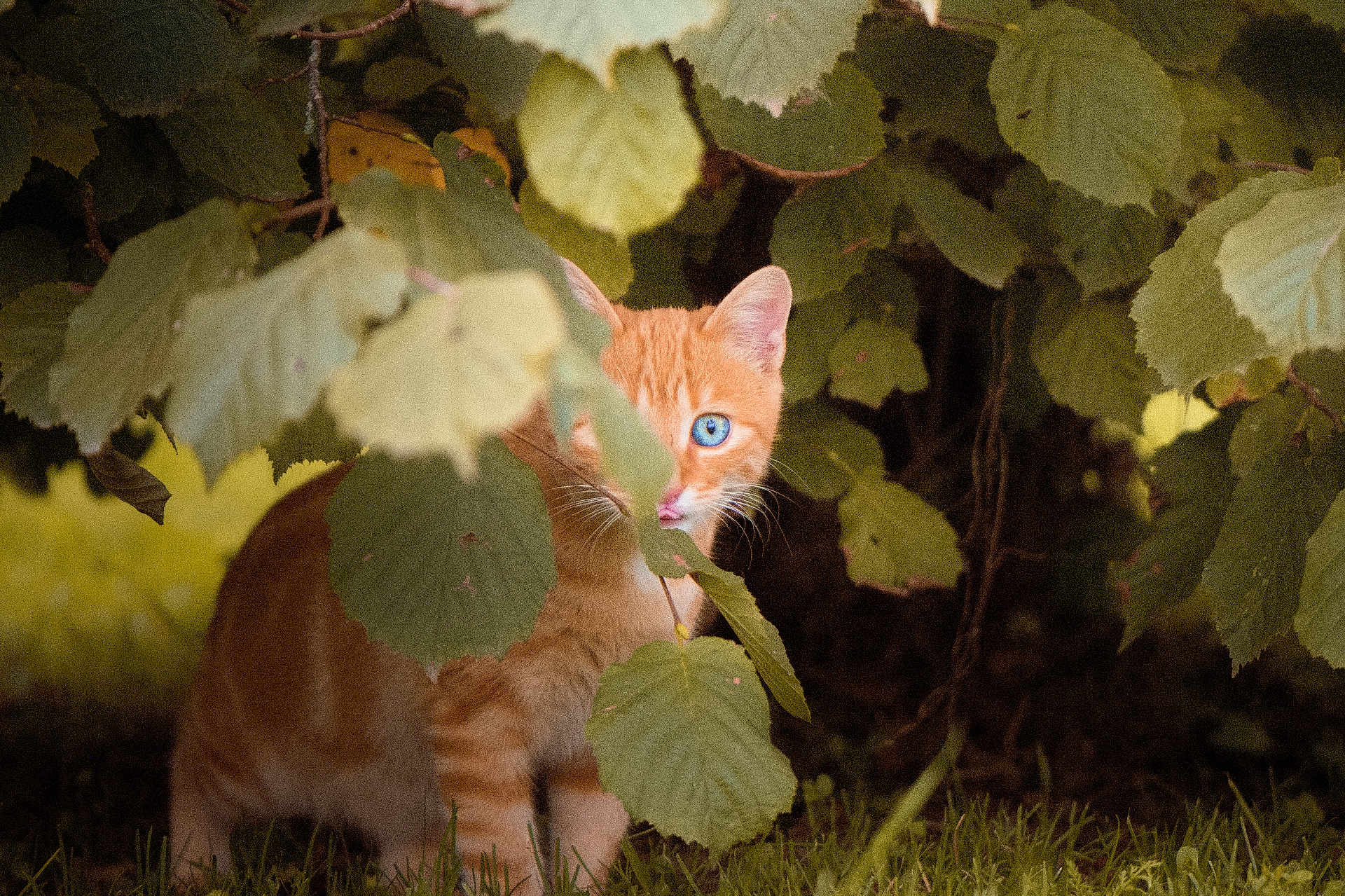 Vicky participe au concours pour gagner de l'argent avec cette photo : cat, orange_tabby, blue_eyes, grass, green_leaves, bush, nature, outdoor, animal, curious, pet, mammal, feline, leafy, shaded, wildlife, garden, hiding, closeup, young_cat