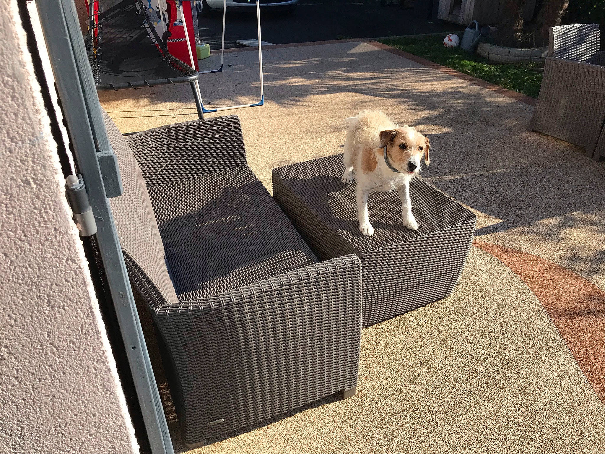 Roudoudou a rejoint le concours — aidez-le/la à gagner de superbes lots ! canidae, carnivore, chair, comfort, companion_dog, deck, dog, dog_breed, dog_supply, fawn, flooring, hardwood, leisure, outdoor_furniture, pet_supply, plant, sporting_group, toy_dog, wood, working_animal
