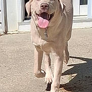 Bo joined the competition — help win amazing prizes! animal, canine, collar, concrete, daytime, dog, door, friendly, front_view, glass, happy, light_colored, mammal, outdoor, pet, playful, shadow, sunlight, tongue_out, walking