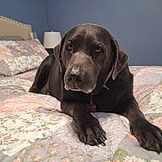 Maggie Mae is registered to the contest to win money with this photo: animal, bed, bedroom, black_dog, canine, collar, comfort, dog, floral_pattern, fur, furniture, headboard, home, indoor, lamp, paw, pet, quilt, relaxed, resting