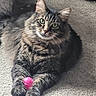 cat, tabby, pet, animal, feline, green_eyes, fur, whiskers, paws, toy, pink, carpet, indoor, cute, relaxed, laying, closeup, portrait, domestic, playful