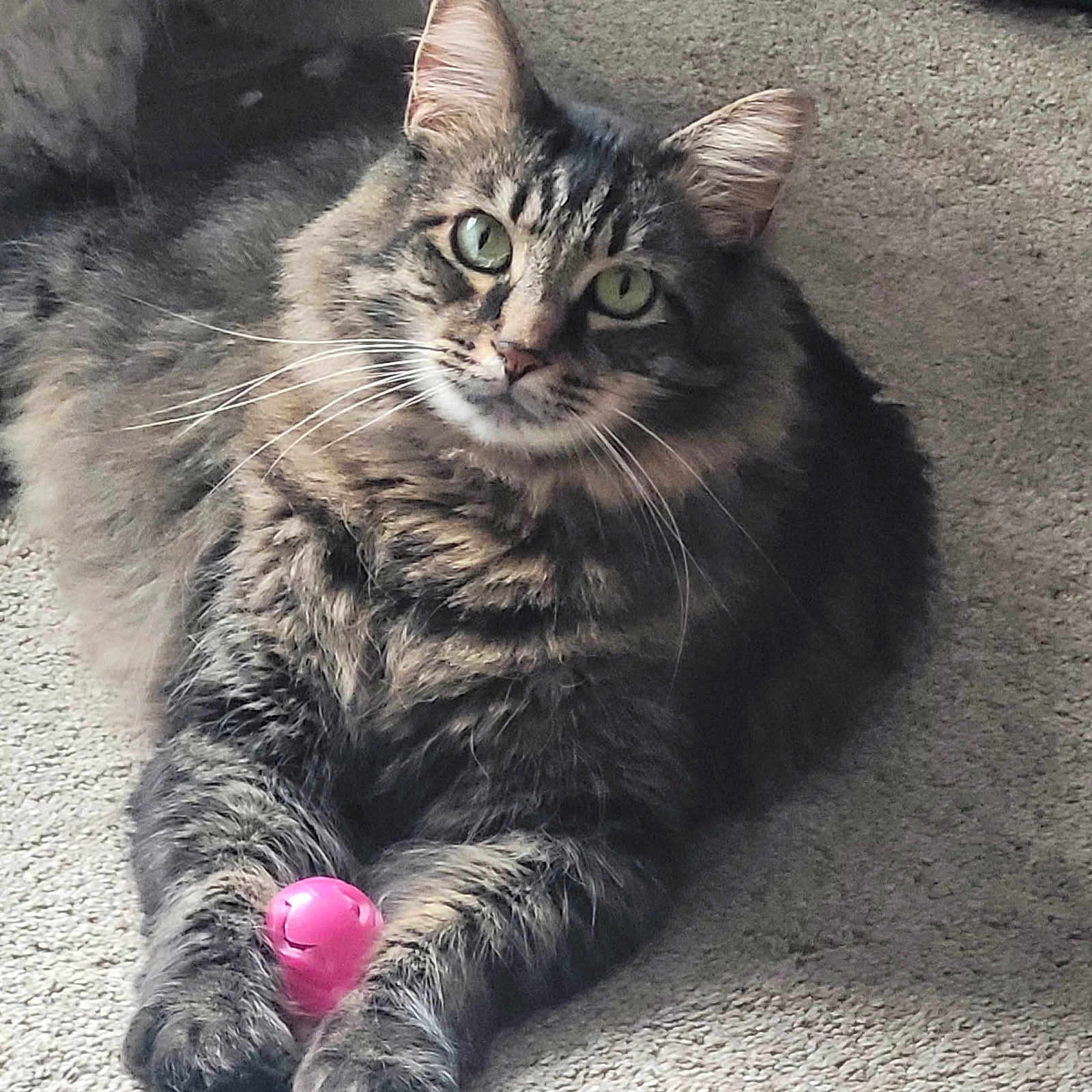 Tiger joined the competition — help win amazing prizes! cat, tabby, pet, animal, feline, green_eyes, fur, whiskers, paws, toy, pink, carpet, indoor, cute, relaxed, laying, closeup, portrait, domestic, playful