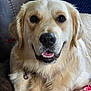Aspen is registered to the contest to win money with this photo: dog, golden_retriever, pet, animal, fur, face, nose, mouth, teeth, ears, collar, leather_chair, blanket, indoor, closeup, portrait, cute, friendly, relaxed, canine