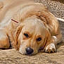Aspen is registered to the contest to win money with this photo: dog, golden_retriever, lying_down, carpet, indoor, pet, sleepy, relaxed, canine, fur, paw, nose, ears, stairs, home, animal, mammal, resting, closeup, face