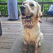 Aspen is registered to the contest to win money with this photo: dog, golden_retriever, muddy, dirty, pet, animal, outdoor, porch, wood_deck, rug, collar, happy, sitting, tongue_out, nature, greenery, fence, smiling, canine, daylight