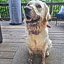 dog, golden_retriever, muddy, dirty, pet, animal, outdoor, porch, wood_deck, rug, collar, happy, sitting, tongue_out, nature, greenery, fence, smiling, canine, daylight