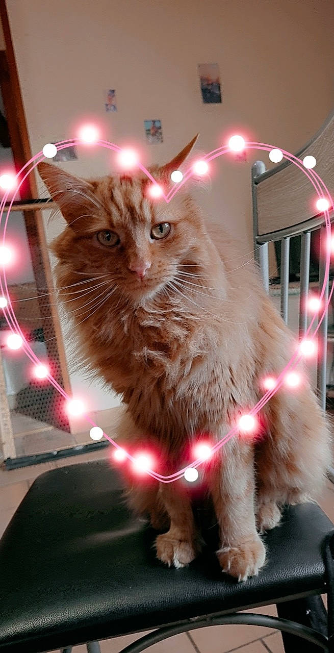 Ouragan a rejoint le concours — aidez-le/la à gagner de superbes lots ! art, carnivore, cat, christmas, christmas_decoration, christmas_eve, christmas_ornament, event, fawn, felidae, fur, holiday, holiday_ornament, light, lighting, small_to_medium_sized_cats, snout, tail, whiskers, window