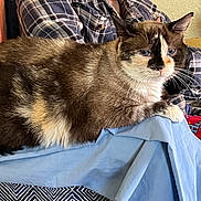 Princess is registered to the contest to win money with this photo: cat, animal, pet, feline, indoor, plaid_shirt, person, lap, fur, blue_eyes, relaxing, cozy, blanket, clothing, home, furniture, resting, comfort, domestic_animal, cute