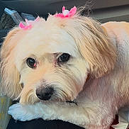 Chula joined the competition — help win amazing prizes! dog, pet, animal, fluffy, cream_color, pink_bows, car_interior, seat, resting, cute, portrait, companion, fur, small_dog, domestic_animal, looking_up, adorable, travel, indoor, closeup