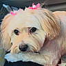 dog, pet, animal, fluffy, cream_color, pink_bows, car_interior, seat, resting, cute, portrait, companion, fur, small_dog, domestic_animal, looking_up, adorable, travel, indoor, closeup