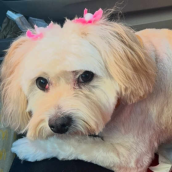 Chula joined the competition — help win amazing prizes! dog, pet, animal, fluffy, cream_color, pink_bows, car_interior, seat, resting, cute, portrait, companion, fur, small_dog, domestic_animal, looking_up, adorable, travel, indoor, closeup