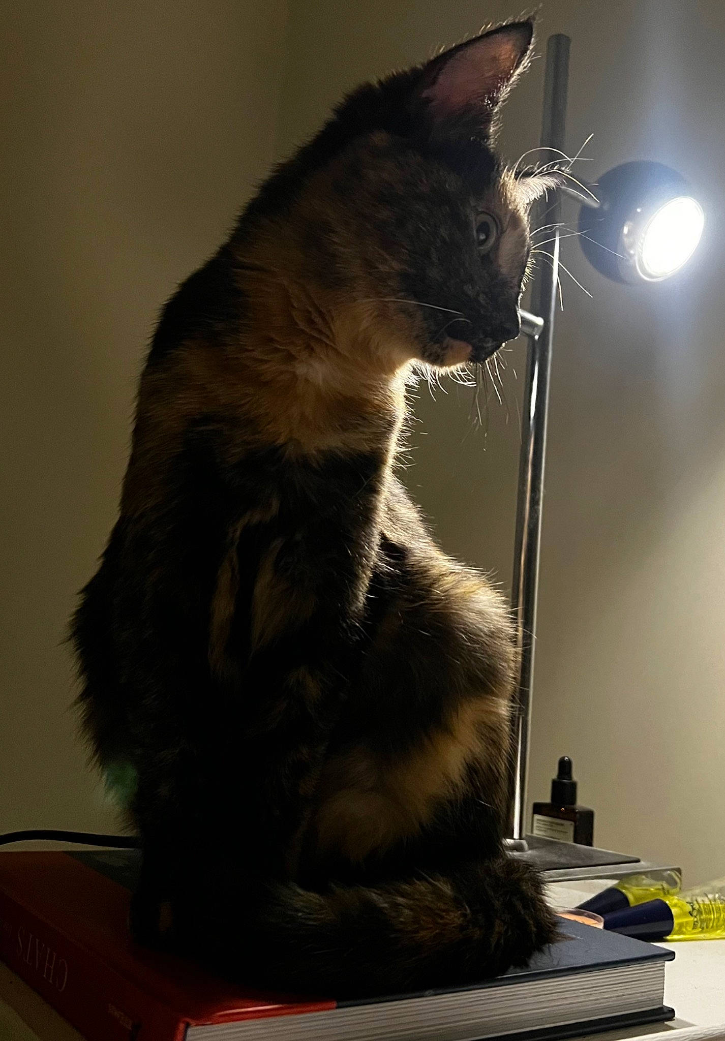 Tokyo participe au concours pour gagner de l'argent avec cette photo : black_cat, carnivore, cat, darkness, domestic_short_haired_cat, felidae, flooring, fur, grey, lamp, paw, room, shadow, small_to_medium_sized_cats, snout, tail, whiskers, window