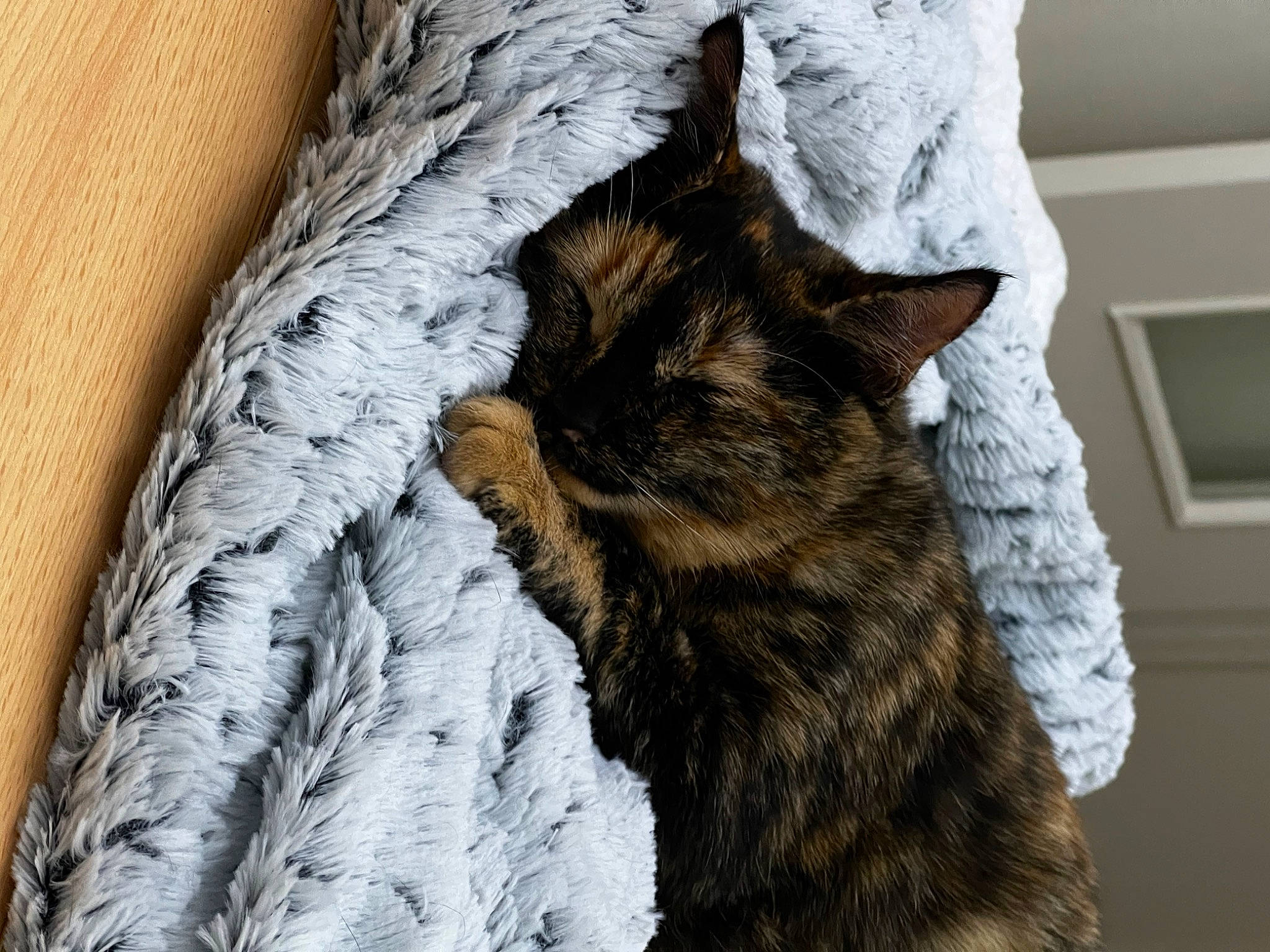 Tokyo a rejoint le concours — aidez-le/la à gagner de superbes lots ! black_cat, carnivore, cat, claw, comfort, domestic_short_haired_cat, felidae, fur, grey, linens, mammal, pattern, small_to_medium_sized_cats, snout, tail, terrestrial_animal, textile, tree, whiskers, wool