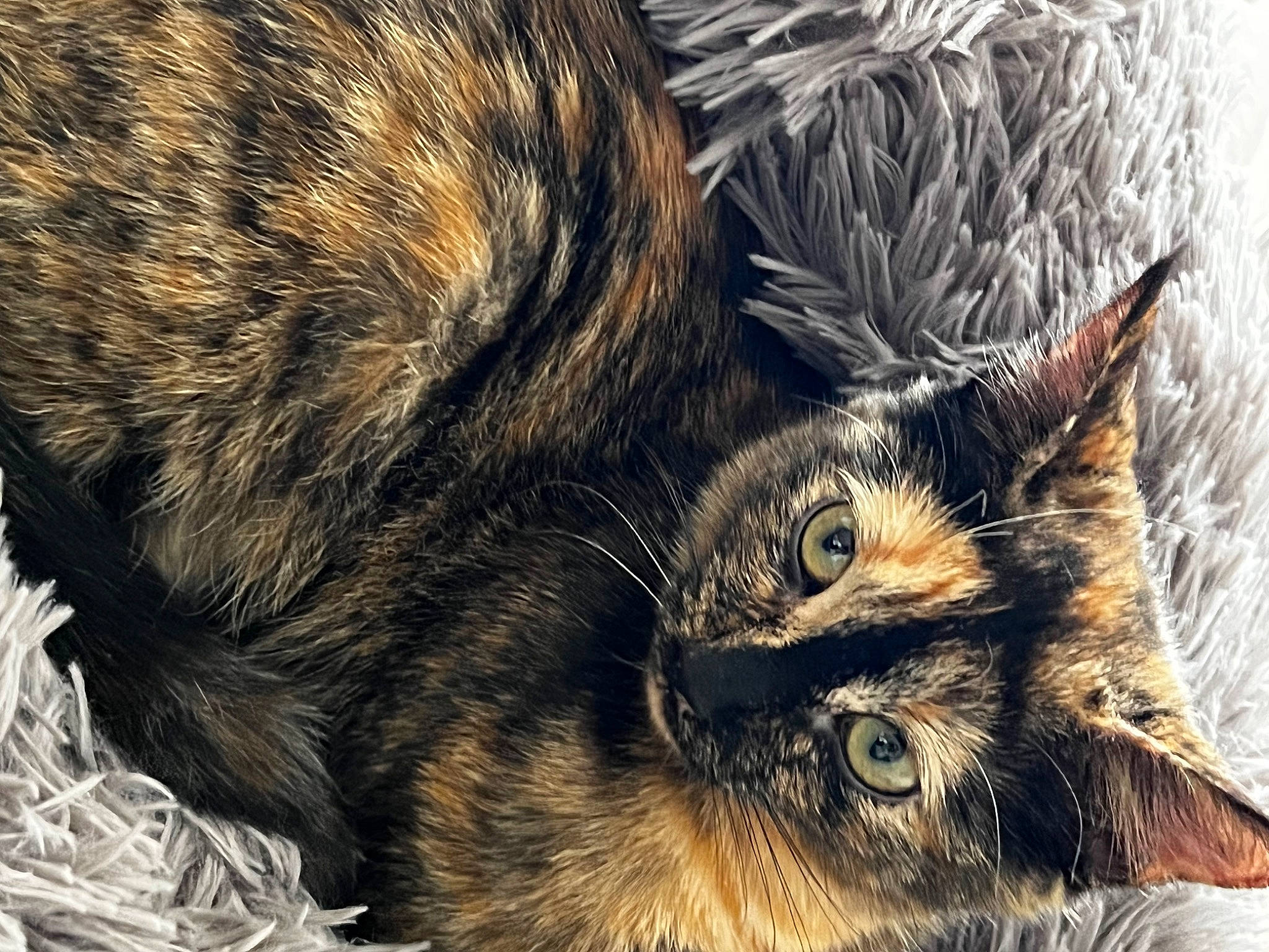 Tokyo a rejoint le concours — aidez-le/la à gagner de superbes lots ! carnivore, cat, claw, close_up, comfort, domestic_short_haired_cat, felidae, fur, grass, nap, natural_material, paw, sleep, small_to_medium_sized_cats, snout, tail, terrestrial_animal, whiskers