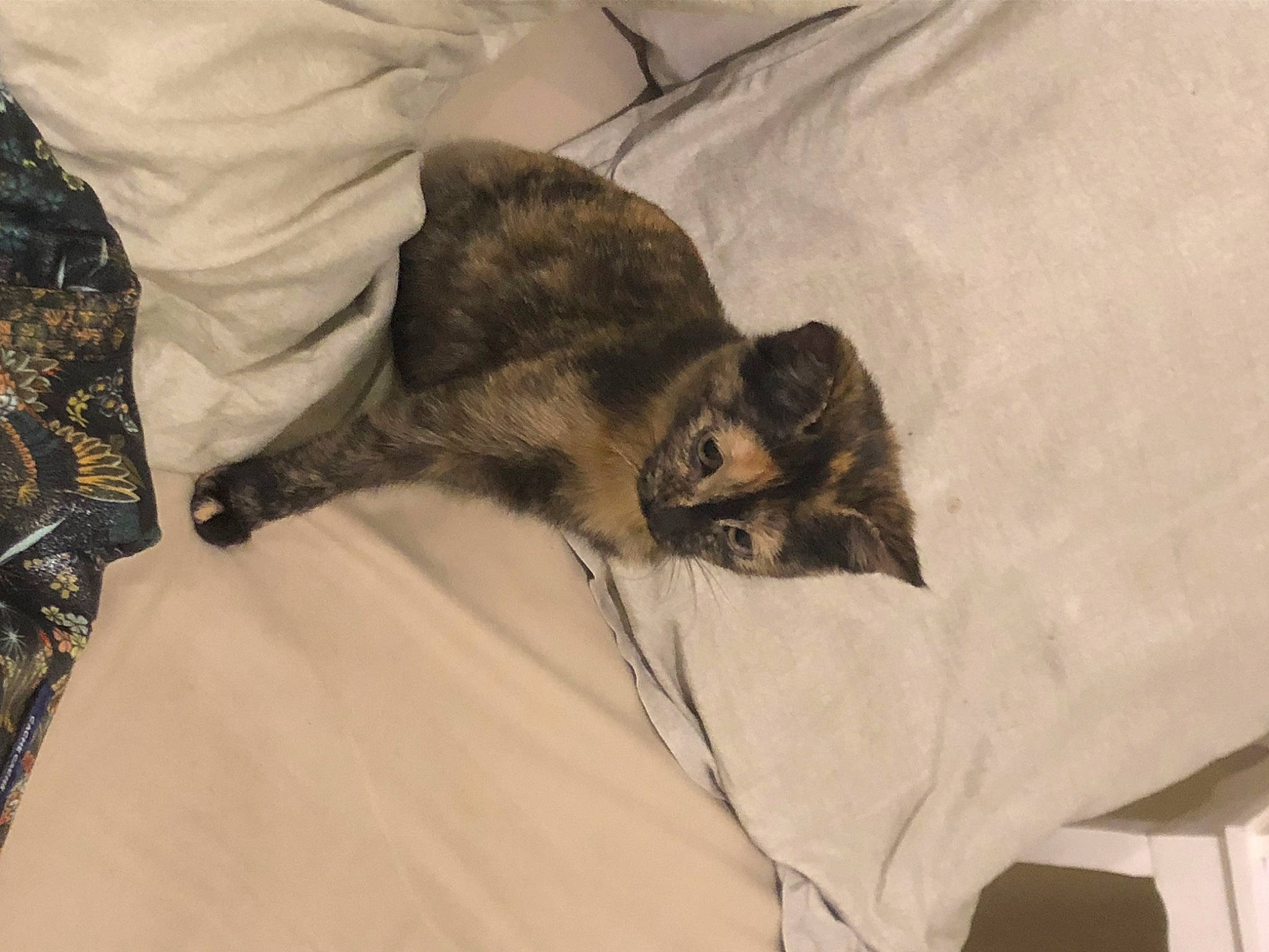 Tokyo a rejoint le concours — aidez-le/la à gagner de superbes lots ! bed_sheet, bedding, carnivore, cat, comfort, domestic_short_haired_cat, duvet, felidae, fur, grey, linens, nap, paw, room, small_to_medium_sized_cats, tail, whiskers, wood