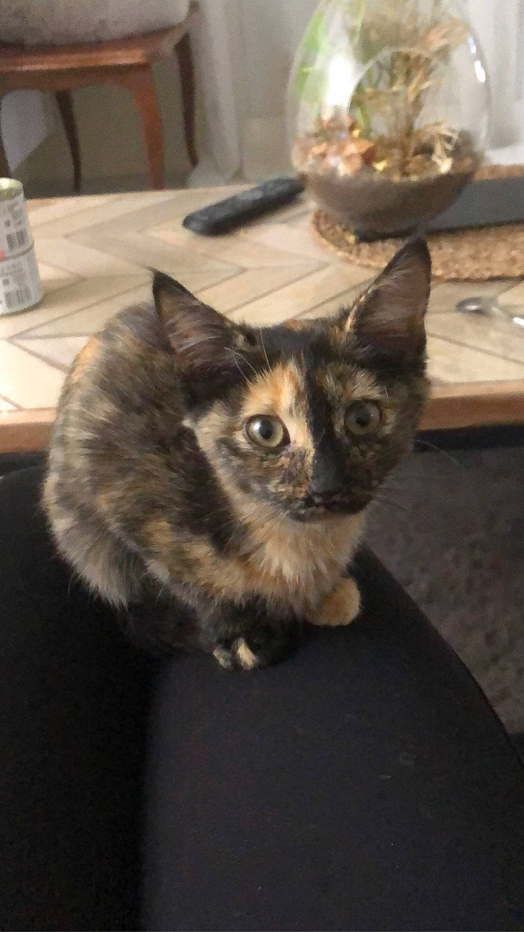 Tokyo a rejoint le concours — aidez-le/la à gagner de superbes lots ! carnivore, cat, claw, comfort, domestic_short_haired_cat, door, fawn, felidae, fur, grey, paw, plate, sitting, small_to_medium_sized_cats, snout, table, tableware, tail, terrestrial_animal, whiskers