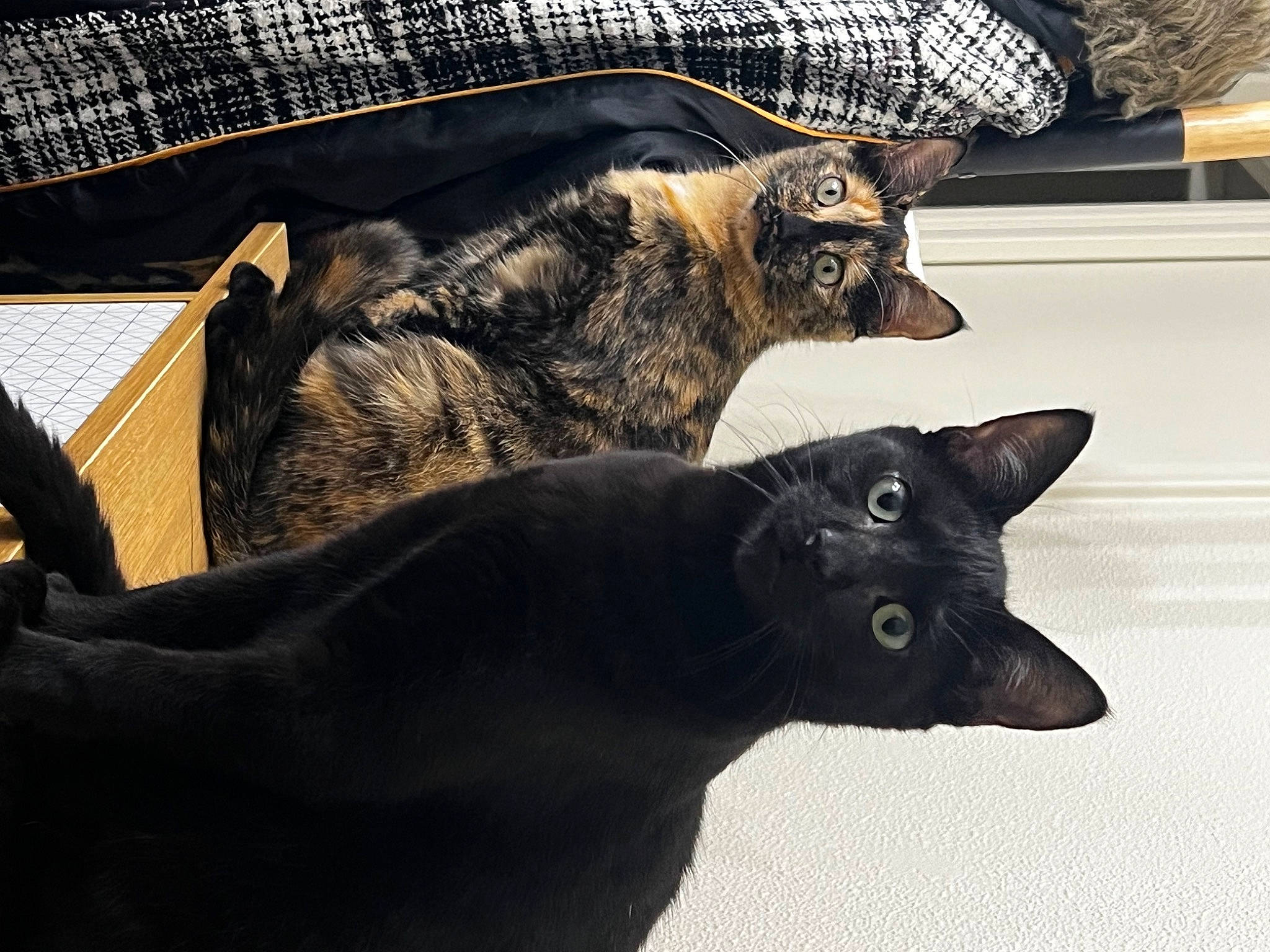 Evrest participe au concours pour gagner de l'argent avec cette photo : black_cat, bombay, carnivore, cat, comfort, domestic_short_haired_cat, felidae, fur, grey, havana_brown, houseplant, metal, plant, small_to_medium_sized_cats, snout, tail, terrestrial_animal, tree, whiskers, window