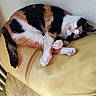 cat, calico, sleeping, couch, leather, feline, pet, animal, relaxation, indoor, cozy, resting, paw, fur, whiskers, pink_nose, curled_up, domestic_cat, quiet, comfortable