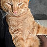 cat, ginger_cat, tabby, close_up, fur, whiskers, pet, animal, relaxed, indoor, comfort, soft, sleepy, cute, mammal, feline, orange, portrait, resting, cozy